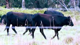 Affectionate Cows Grazing Resting and Digesting Meal bull [upl. by Kan790]