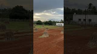 Freshly ploughed field is a feast ground for birds timelapse peedampalli coimbatore [upl. by Ruth925]