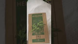 HEIRLOOM DILL SEEDS heirloomdillseeds balconygardening herbgarden itsgardeningtime [upl. by Assirac]