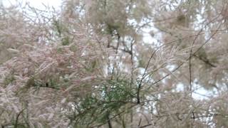 The Honey Bees in my Tamarisk tree [upl. by Ericka]