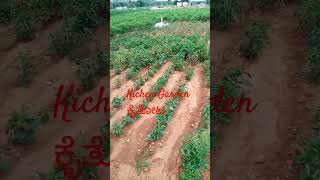 Cropping Pattern of 202425 In NIHA FARM Venkatapur crops cropping cropscience farming innovat [upl. by Eentrok205]