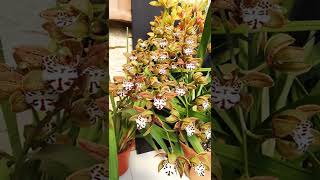 Aprende a cultivar Orquídea Cymbidium [upl. by Yar]