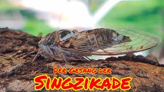 Der Gesang der Singzikade LoveNature Tiergeräusche GemeineSingzikade Tibicenplebejus [upl. by Bendicta381]