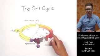 What is the Cell Cycle [upl. by Raviv]