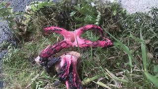 Devils Fingers Clathrus archeri timelapse [upl. by Oakley858]