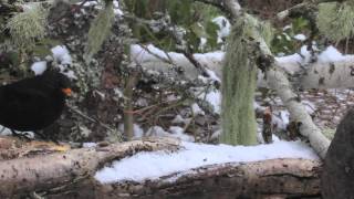 les oiseaux des embets en hiver [upl. by Johppa]