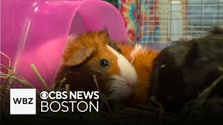 Dozens of abandoned guinea pigs rescued from wooded area in Dracut [upl. by Nador]