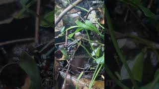 Epipedobates Anthonyi frog terrarium aquascape paludarium AntScapes1 animals [upl. by Akiaki]