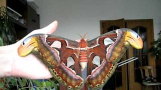 Attacus atlas female [upl. by Gerti956]