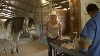 How To Artificially Inseminate A Horse [upl. by Iva]