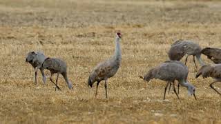 Sandhill Crane Viewing in North Platte [upl. by Wilscam]