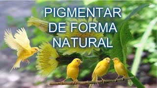 Como pigmentar canarios amarillos con plantas [upl. by Snoddy423]