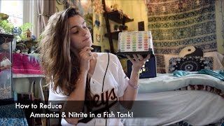 How to Reduce Ammonia amp Nitrite in a Fish Tank [upl. by Lemart]