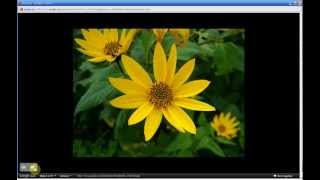 Helianthus tuberosus  Jerusalem Artichoke Part 1 of 2 [upl. by Anitnas452]