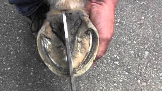 Signs of a Healthy Hoof with Farrier Mark Payne presented by Absorbine [upl. by Madi]