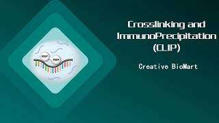 Crosslinking and ImmunoPrecipitation CLIP [upl. by Guenna]