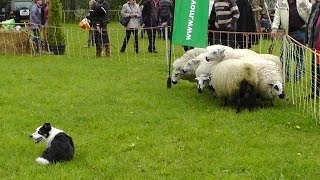 Demonstratie schapendrijven  Border Collies herding cattle  sheepdogs [upl. by Lancey]