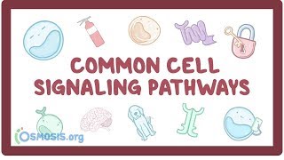 Common cell signaling pathway [upl. by Yatnoj]