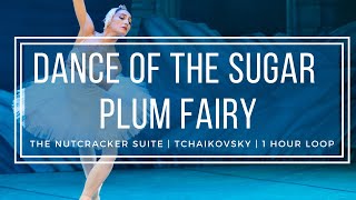 Dance of the Sugar Plum Fairy  Tchaikovsky Nutcracker  1 Hour Version [upl. by Chick258]