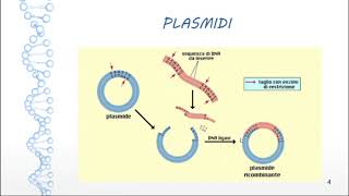 BIOTECNOLOGIA e INGEGNERIA GENETICA il DNA ricombinante e i PLASMIDI [upl. by Adiaz]