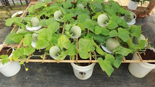 Great method to grow cantaloupe on the terrace  Big sweet fruit [upl. by Ymia291]