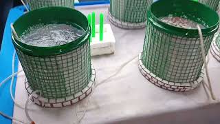 fish farming biofloc demo [upl. by Roos]