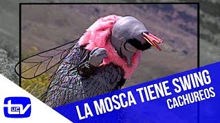 La Mosca tiene swing  Cachureos [upl. by Reiser232]