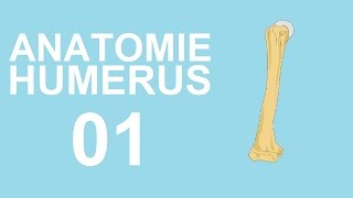 Anatomie 01  Humerus [upl. by Goddart]