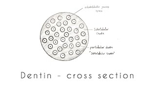 Drawing of Dentin  Transverse ground section [upl. by Nyllewell909]