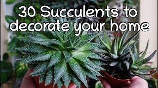 30 Low sunlight succulent names and care tips Indoor half shade succulents [upl. by Lerat]