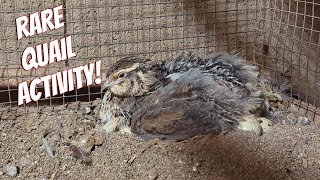 RARE Broody Coturnix Quail [upl. by Arvo85]