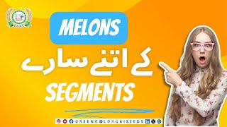 Discover the Diverse Melon Varieties Insights from GGAS RampD Team [upl. by Nauqit137]