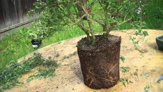 How to create bonsai from nursery plant Sweet Broom Part 2 Root Pruning amp potting [upl. by Akeihsat330]