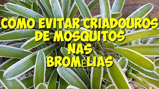 EVITE MOSQUITO DA DENGUE EM BROMÉLIAS  COMO EVITAR CRIADOUROS DE MOSQUITO [upl. by Soalokcin]