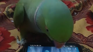 mithu ko bhi smart fon chahiye 😁😁😁 parrotlover mitthutalkingparrot [upl. by Ssilem853]