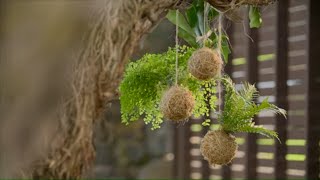 How to Make a Kokedama Tutorial  Mitre 10 Easy As Garden [upl. by Laemsi]