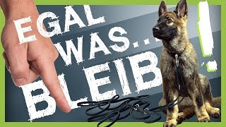 Wie Du deinem Hund BLEIB beibringst egal was passiert [upl. by Evars671]