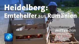 Heidelberg Erntehelfer aus Rumänien  tagesthemen mittendrin [upl. by Samot]