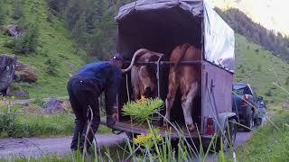 👨‍🌾Agrarwirtschaft in den Bergen 🏔 🐮 Ab auf die Alm 2018🐮 [upl. by Gnort]