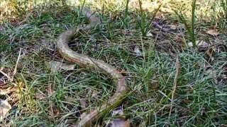 Scheltopusik or European Giant Legless Lizard  Fyodor [upl. by Soirtimid]