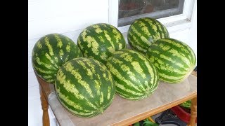 How to Grow Watermelons [upl. by Marguerie]