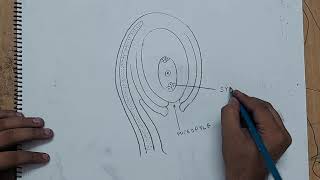 how to draw ovule diagram [upl. by Floeter]