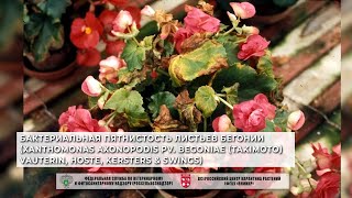 Бактериальная пятнистость листьев бегонии Xanthomonas axonopodis pv begoniae Takimoto Vauterin [upl. by Enyaw]