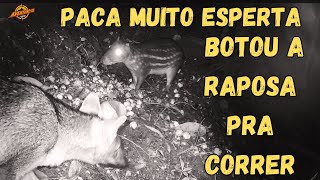 PACA MUITO ESPERTA BOTOU A RAPOSA PRA CORRER [upl. by Akihdar]