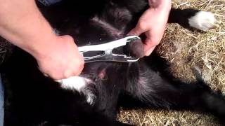 Banding or Castrating of a Goat Buckling Using an Elastrator Band  Link for bander in description [upl. by Betsy254]