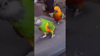 Funny birds 🐦 mashallah plz like amp share talentedbird parrotperformance birds cute [upl. by Betthel155]