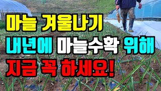 마늘 양파 부직포덮기전 해야할일 더 늦기전에 꼭 해줘야 내년에 마늘 대박납니다 [upl. by Conlan138]