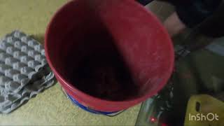 Harvesting Dubia roaches Bucket method [upl. by Hadria]