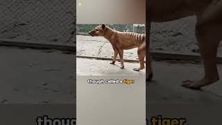 Rare Footage of Tasmanian Tiger [upl. by Aohsoj]