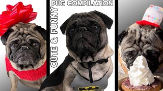 The Funniest Pug You’ve Ever Seen Cute amp Funny Pug Compilation [upl. by Eilrebmik]